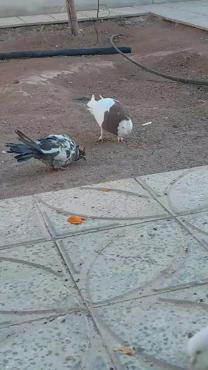 کفتر|پرنده|معصومیه, |دیوار