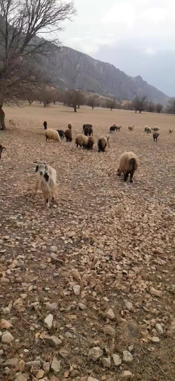 ۱۵ راس بز به فروش میرسد|حیوانات مزرعه|مارگون, |دیوار