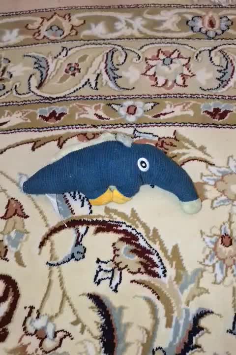 عروسک راسو|اسباب‌‌بازی|قم, سالاریه|دیوار