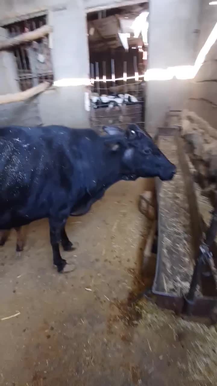 حیوانات مزرعه|حیوانات مزرعه|بیلوار, |دیوار