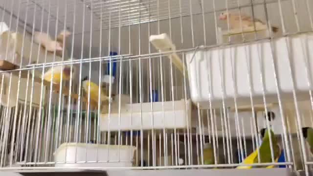 فنچ گلدین|پرنده|تبریز, |دیوار