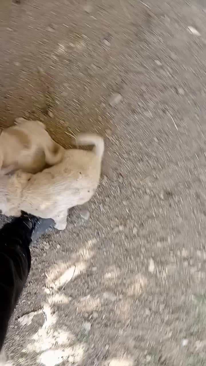 توله سگ پا کوتاه|سگ|کرمانشاه, |دیوار