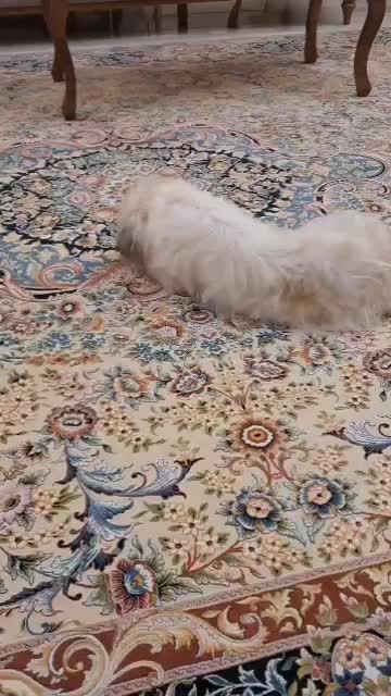 واگذاری سگ|سگ|لولمان, |دیوار