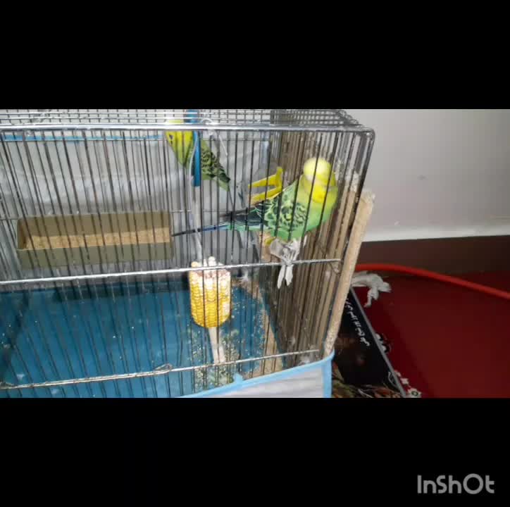 مرغ عشق|پرنده|اهواز, پردیس دو|دیوار