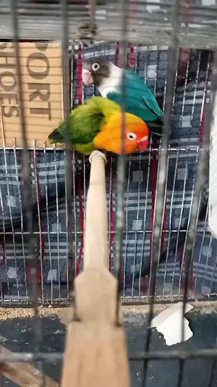 کتولهجفتوتک|پرنده|مشهد, کشف|دیوار