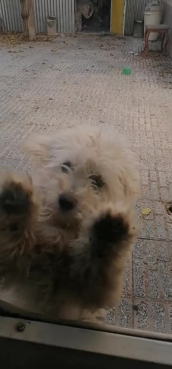 فروش یک سگ شیتزو|سگ|فرخ‌شهر, |دیوار