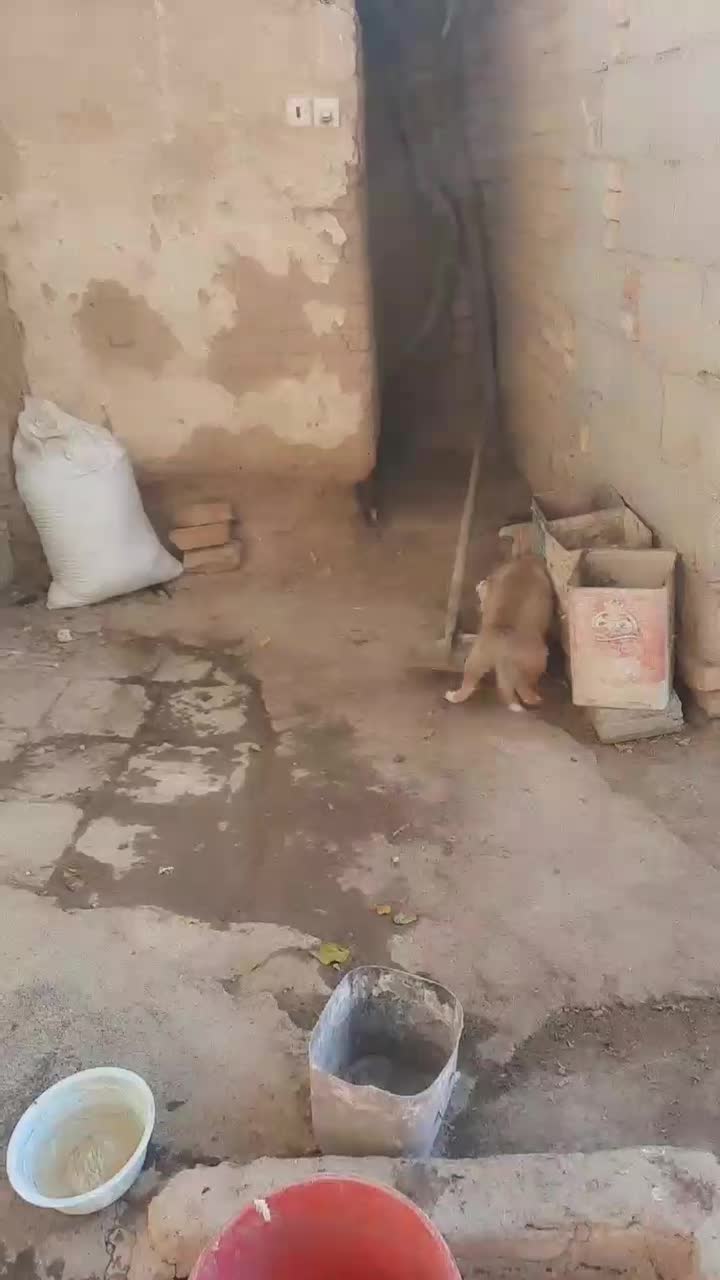 سگ مهربون|سگ|دزفول, |دیوار