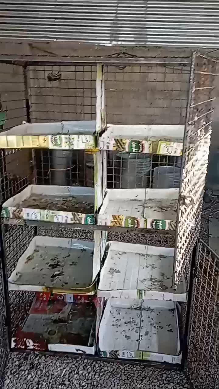 زردپلنگ جفتگاه|پرنده|کرمان, |دیوار