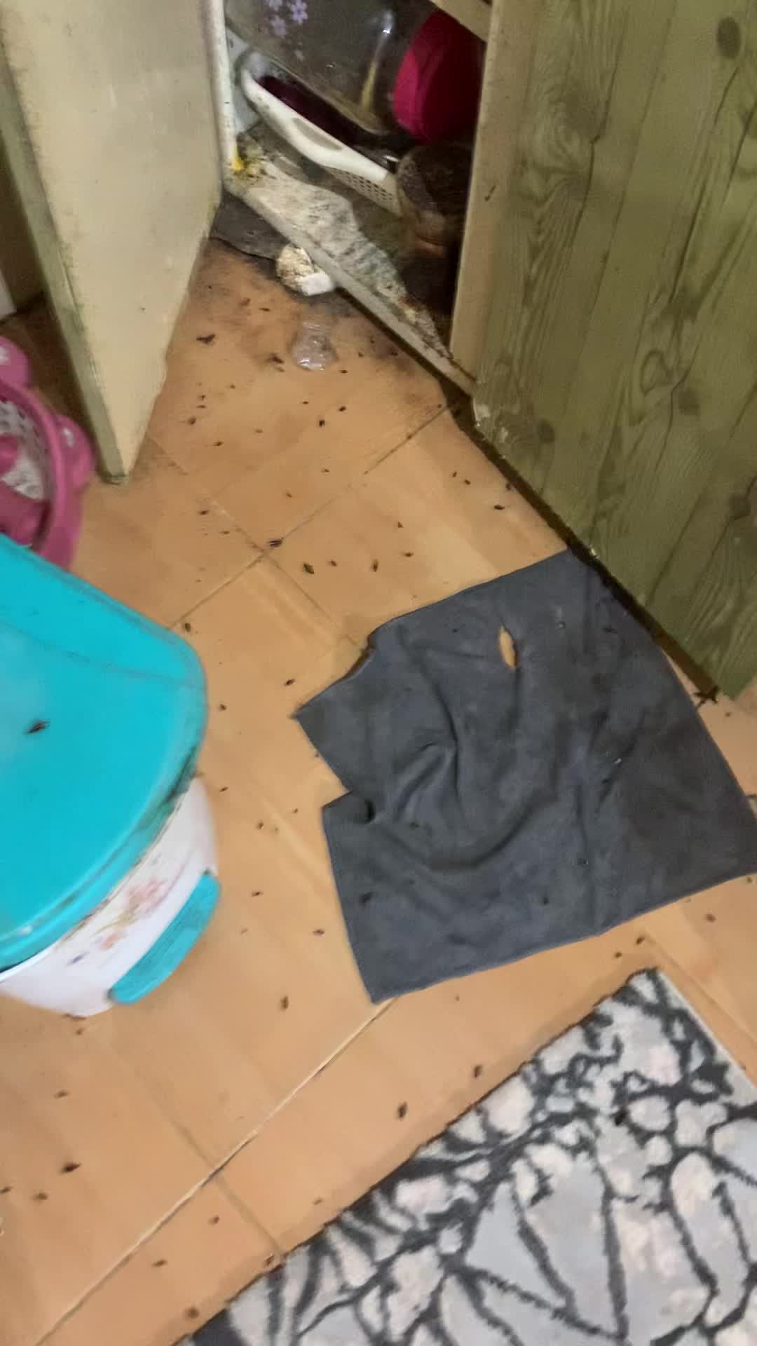 سمپاشی و سم پاشی تخصصی ساس|خدمات نظافت|رشت, کوی جام جم|دیوار