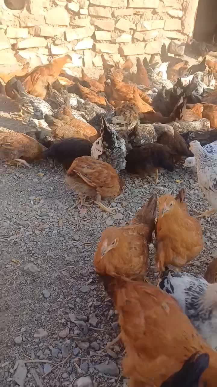 جوجه مرغ گلپایگانی|حیوانات مزرعه|دلیجان, |دیوار