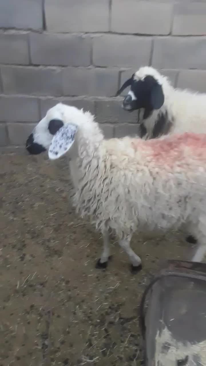 یک.کابر|حیوانات مزرعه|قائن, |دیوار