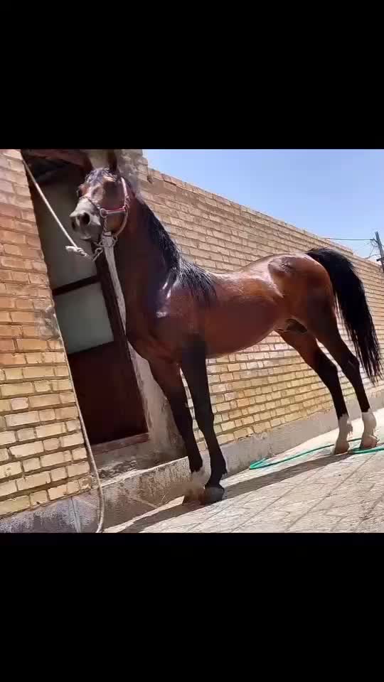 اسب|اسب و تجهیزات اسب‌سواری|بهمن صغاد, |دیوار