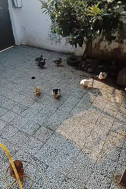 فروش مرغ اردک|حیوانات مزرعه|فومن, |دیوار