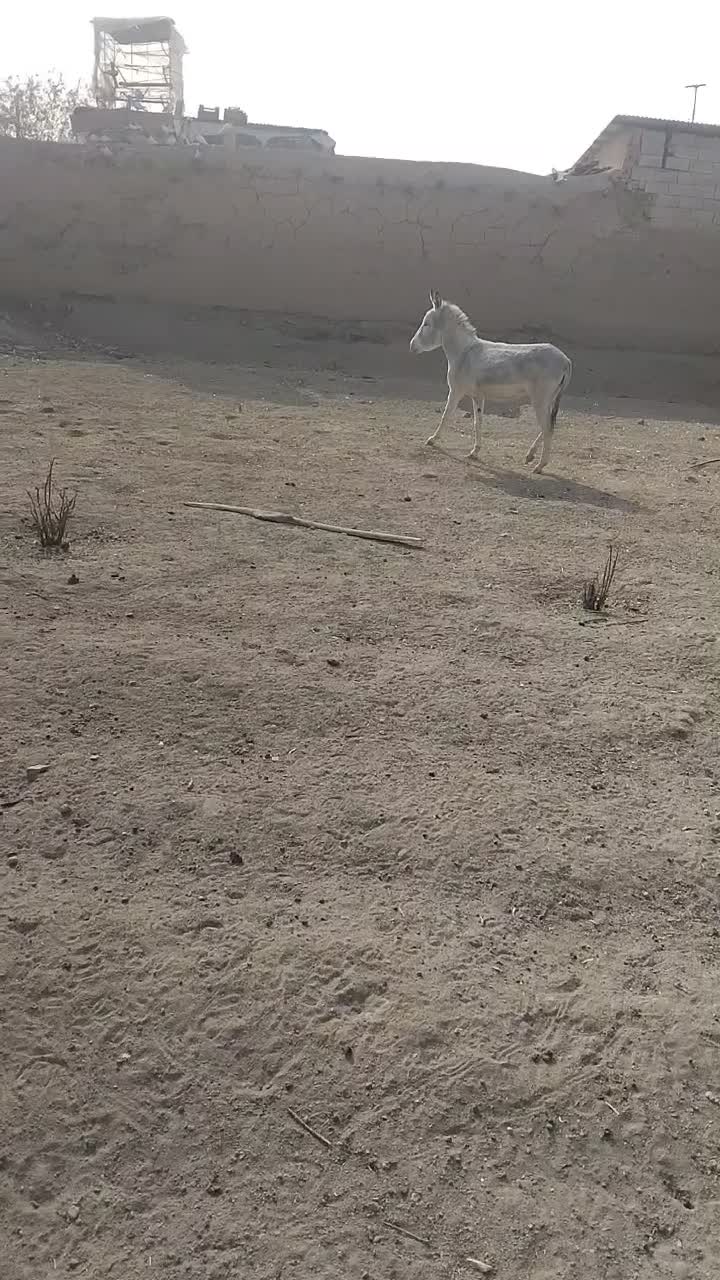 واگذاری الاغ دوساله|حیوانات مزرعه|درگزین, |دیوار