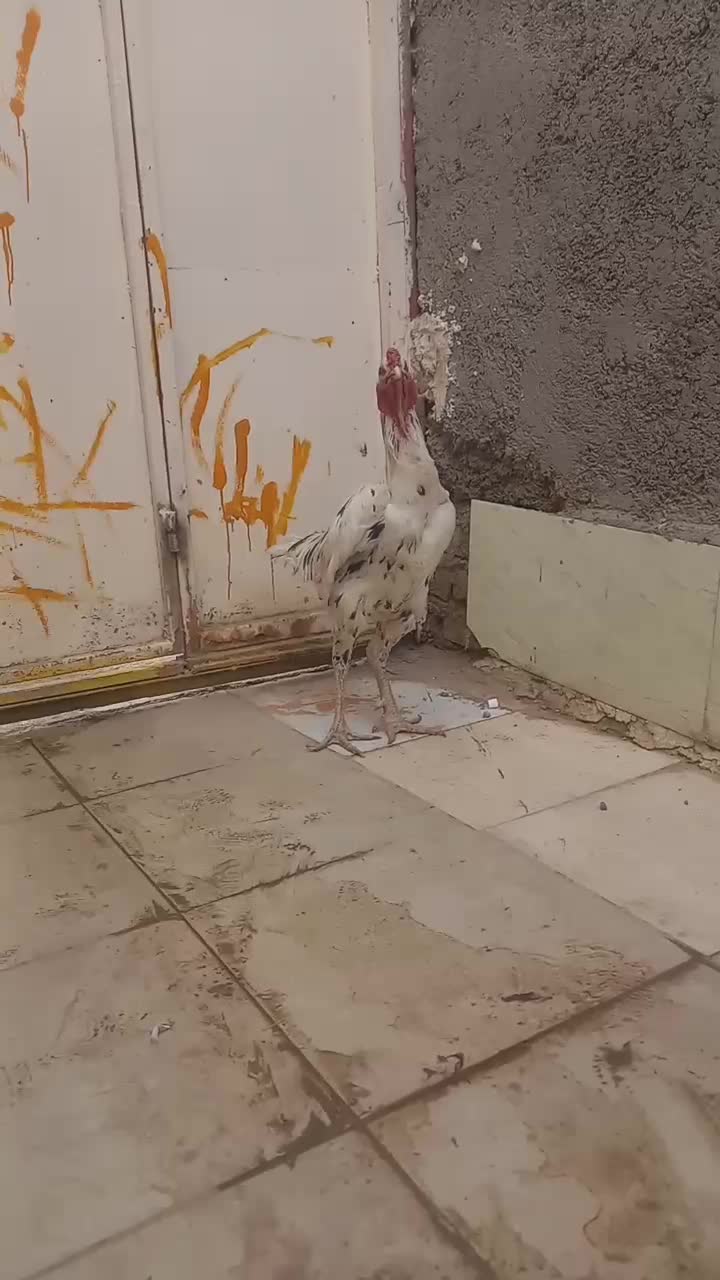 خروس‌لاری‌اصل|حیوانات مزرعه|هامون, |دیوار