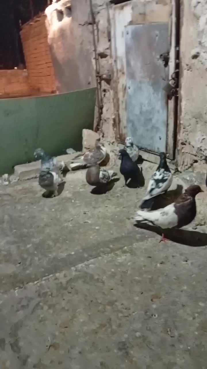 کفتر خودمونی هم چی قاطی|پرنده|شیراز, شیخ علی چوپان|دیوار