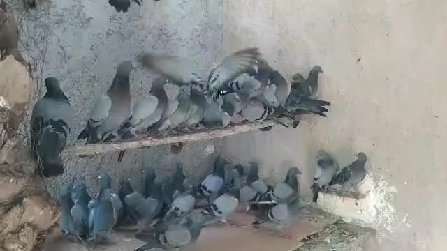 کبوترسبزشرکتی یا دوشی۵۰عدد|پرنده|بندر ماهشهر, |دیوار