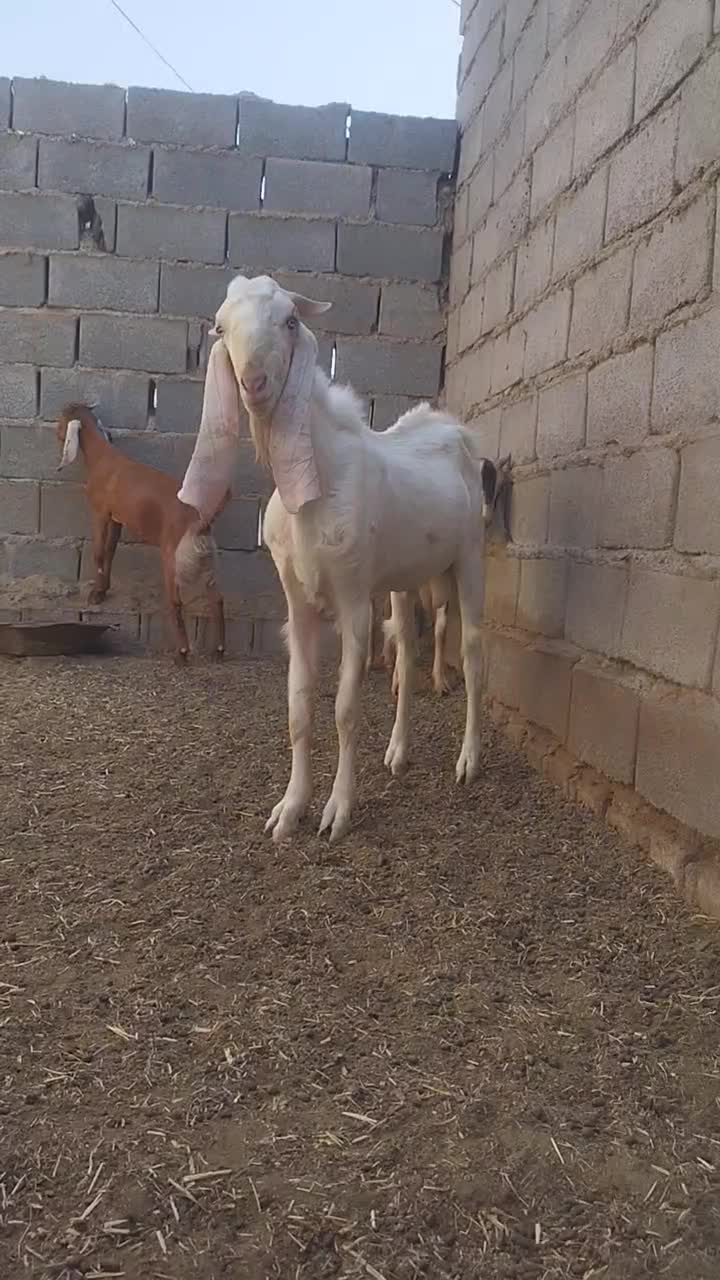 تروشت چاق گلابی اصیل نسل کشی مالداری|حیوانات مزرعه|ایرانشهر, |دیوار