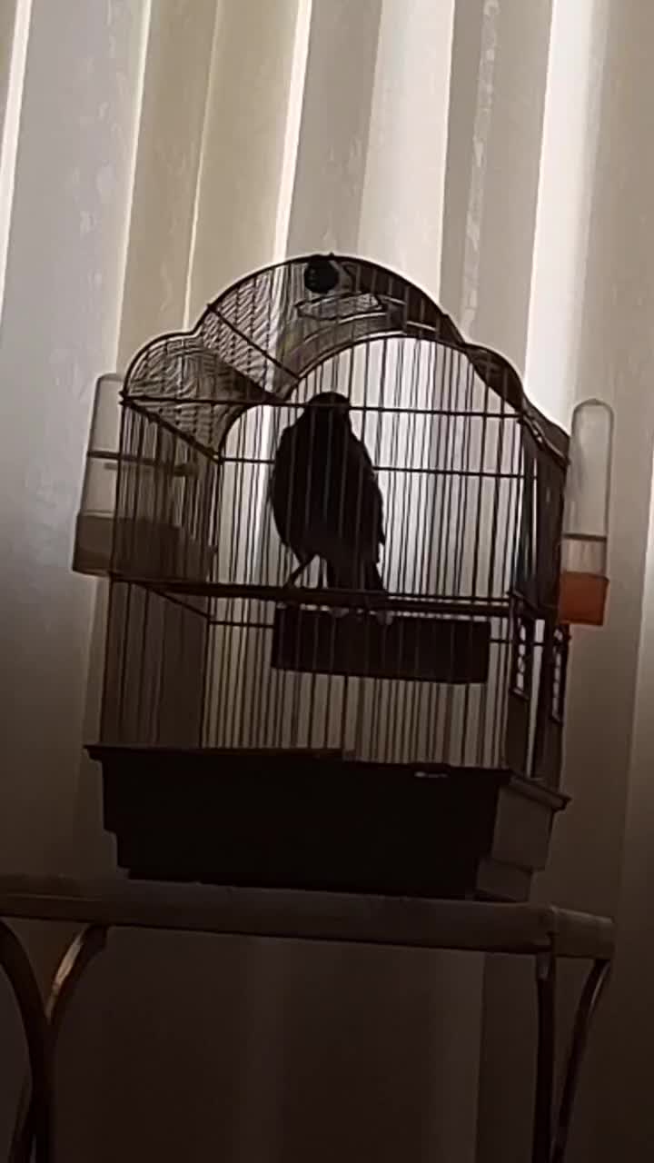 مرغ مینا سخنگو سرحال وسالم|پرنده|ایلام, |دیوار