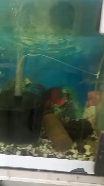 ماهی کوی|ماهی|یزد, |دیوار