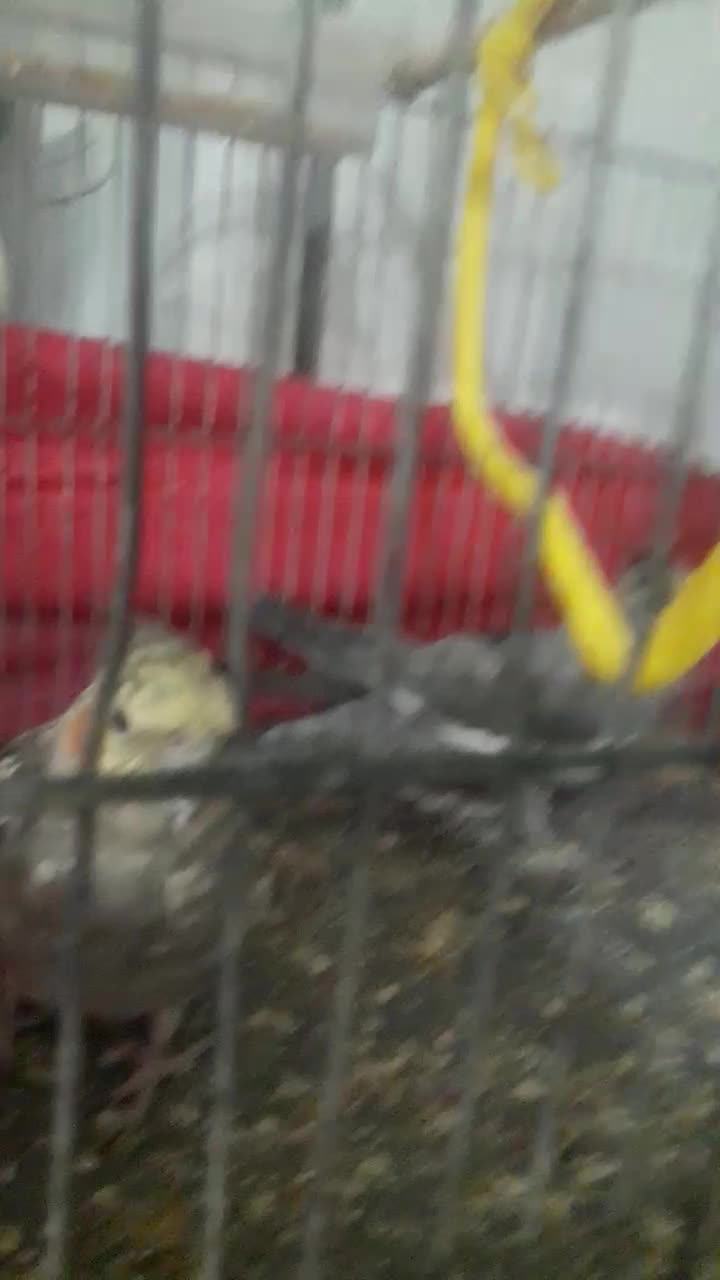 دو عدد عروس هلندی|پرنده|آمل, |دیوار