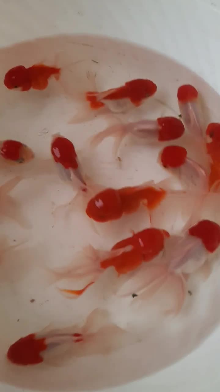 ماهی کاشان عمده|ماهی|کاشان, راوند|دیوار