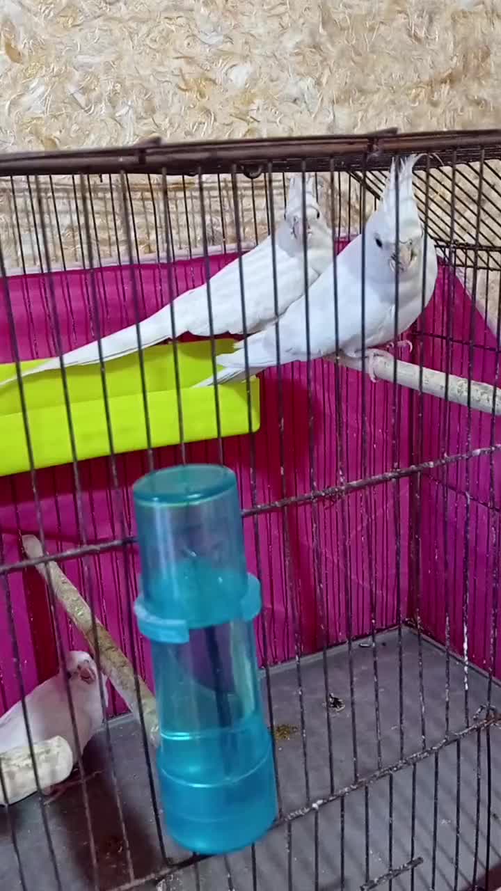 جفت عروس البینو با تخم و جوجه فوق مولد|پرنده|آبادان, |دیوار