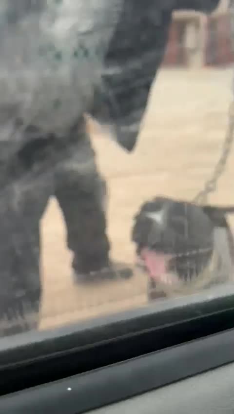 جنسیت نر ۱۲ ماهه نگهبان سفت سفت|سگ|ری, علایین|دیوار