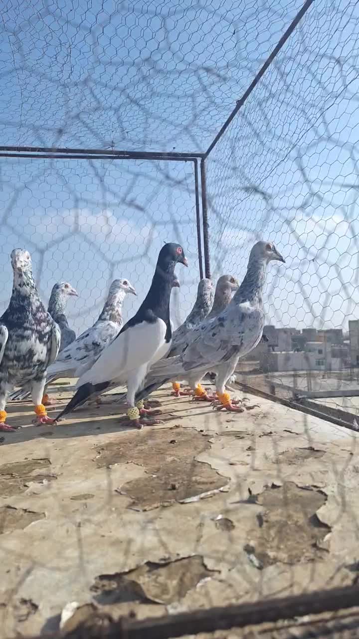 ۱۲تا هفرنگ پرخال همه جوان بشرط|پرنده|الوند, |دیوار