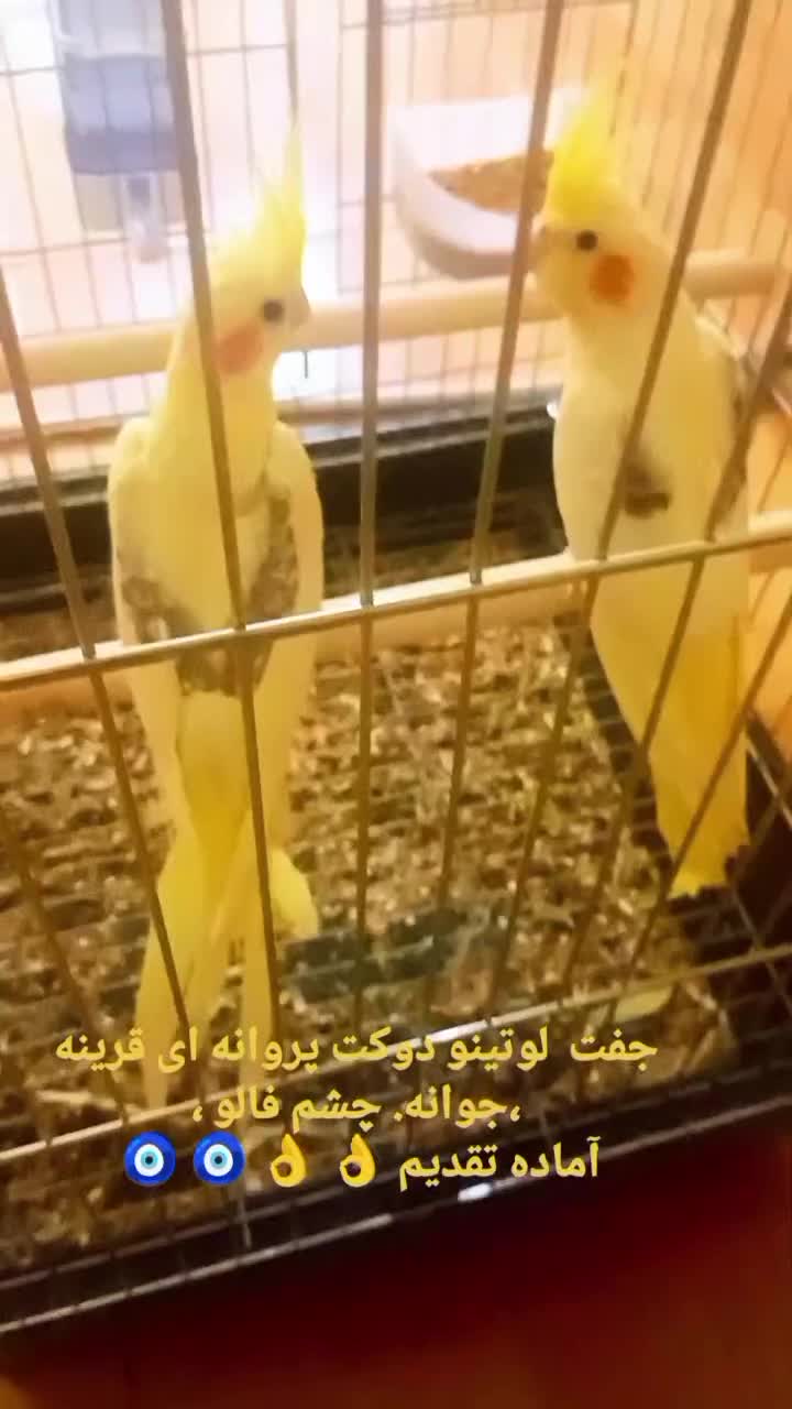 تعدادی عروس هلندی جفتی وتکی|پرنده|شیراز, گویم|دیوار