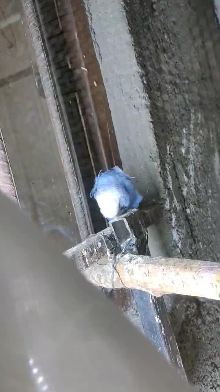 معاوضه مرغ عشق پروانه ایی با سره نر|پرنده|شهریار, شهرک امیریه|دیوار