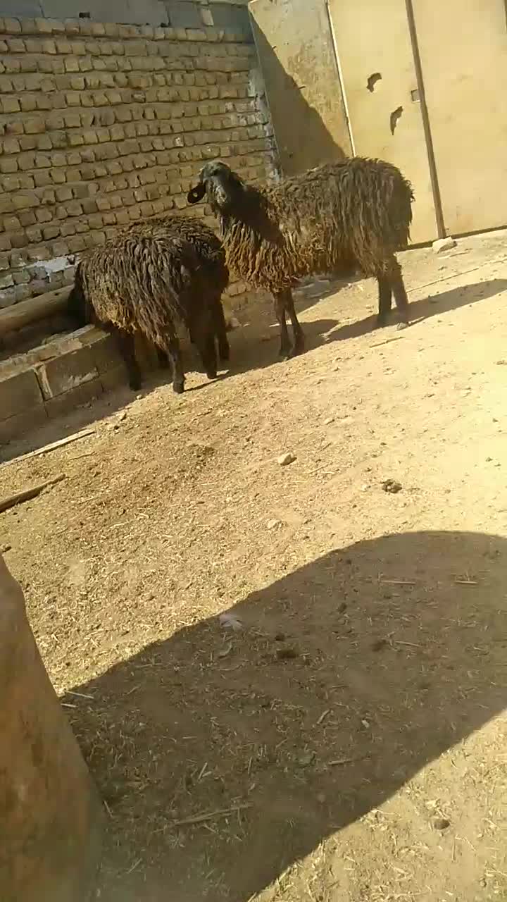 بره|حیوانات مزرعه|سمنان, |دیوار