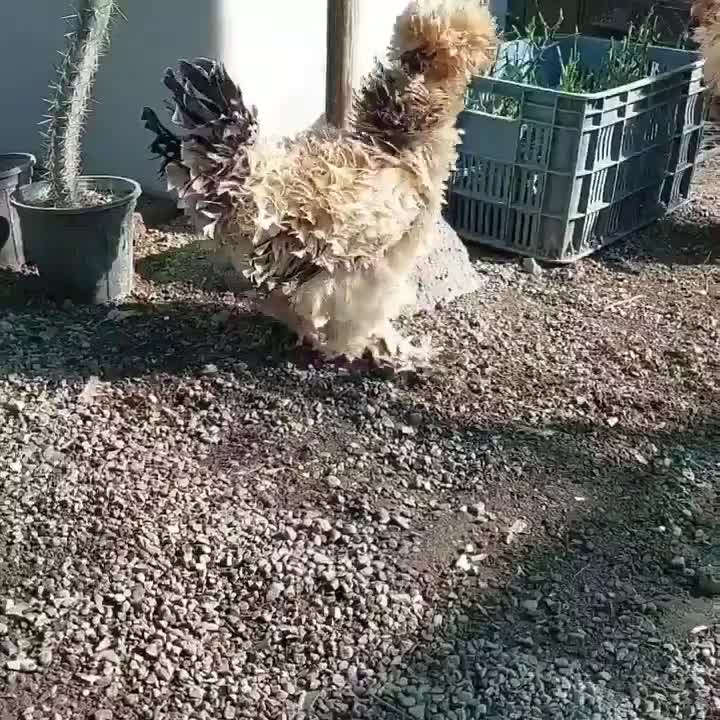 مرغ خروس|حیوانات مزرعه|رشت, گلزاران|دیوار