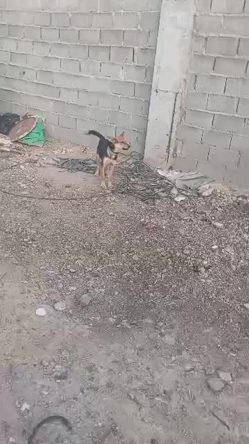 سگ ژرمن|سگ|جهرم, |دیوار