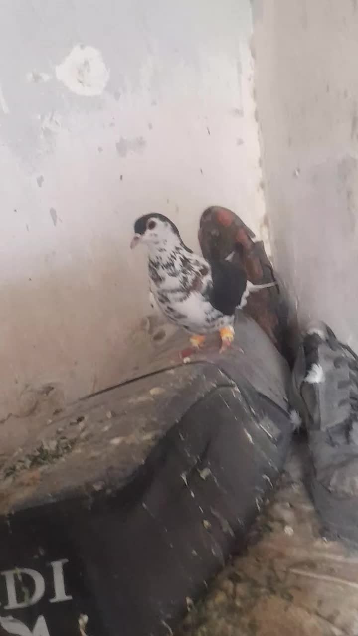 چپ افشون|حیوانات|کاشمر, |دیوار