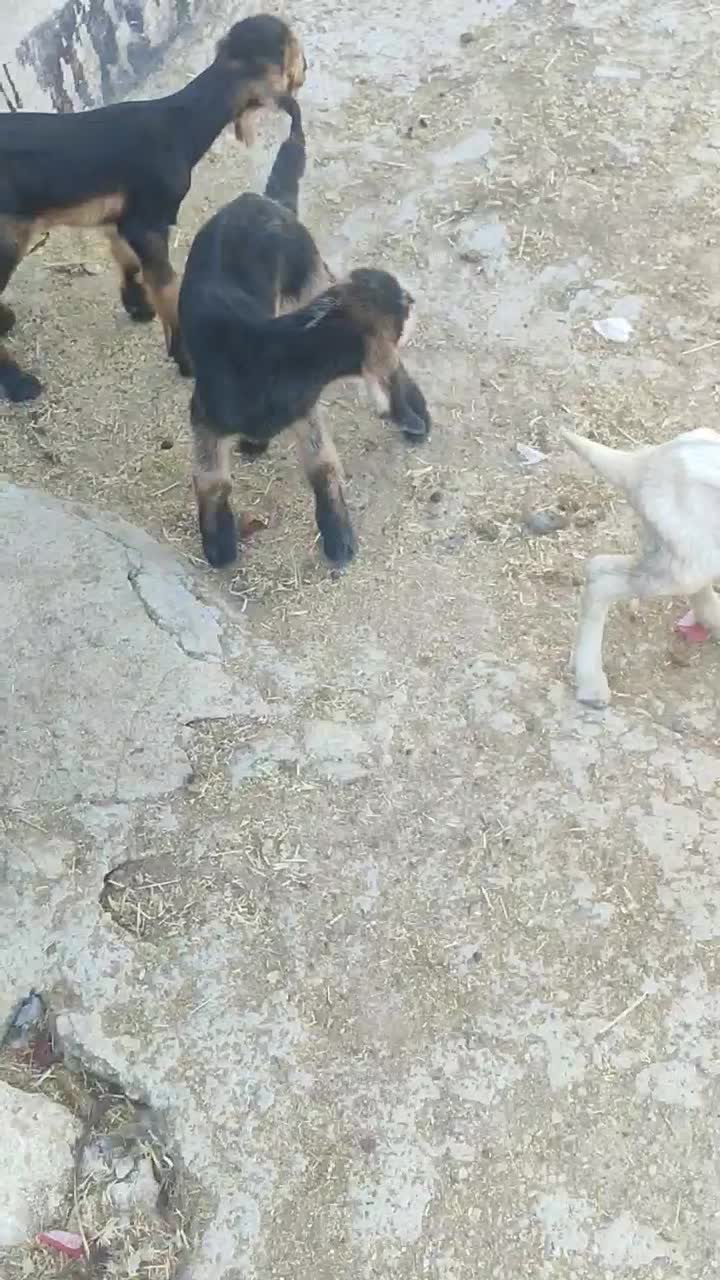 کهره شیری|حیوانات مزرعه|فیروزآباد (فارس), |دیوار