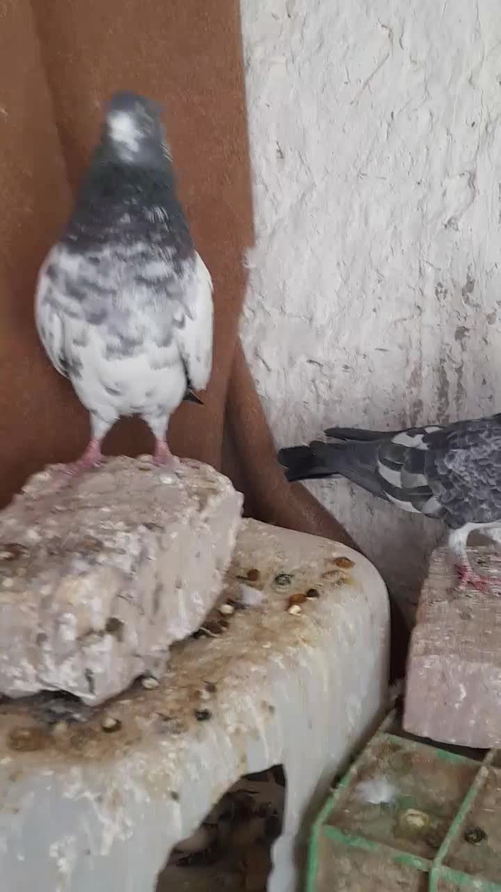 پاکستانی|پرنده|کرباسک, |دیوار