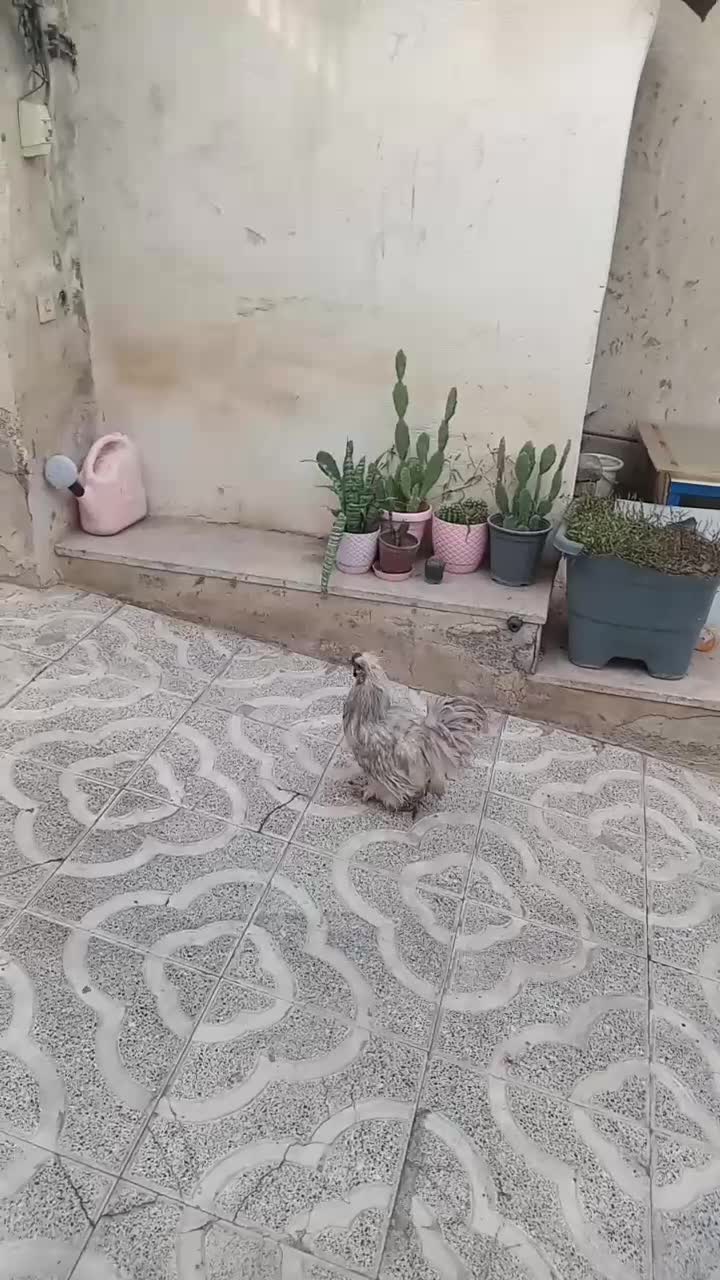 خروس ابریشمی فرانسوی|حیوانات مزرعه|هشتگرد, هشتگرد قدیم|دیوار