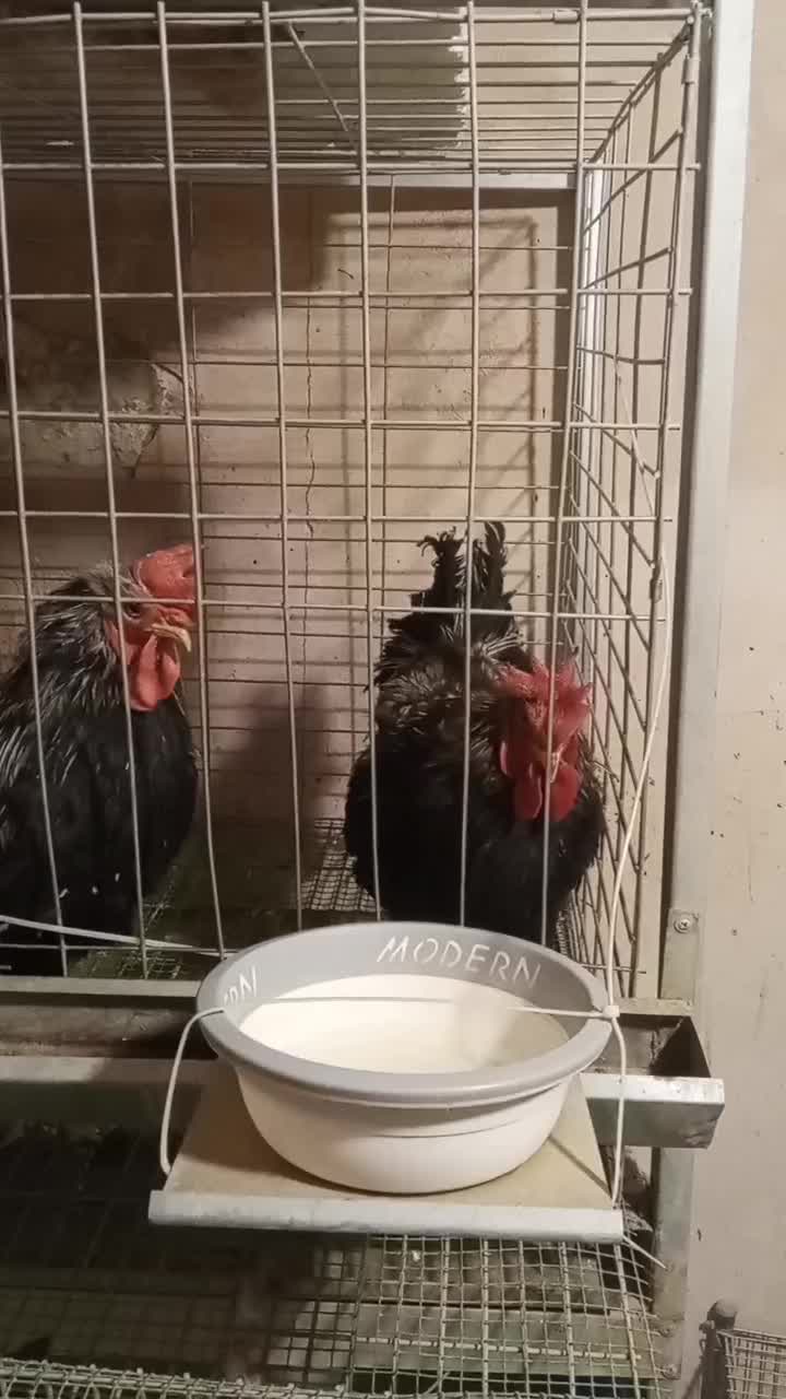 حراج کمیاب خروس ورورک و بارلوندر و قفس حرفه ای|حیوانات مزرعه|اصفهان, میرعماد|دیوار