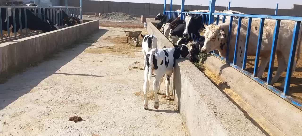 گوساله وگاو|حیوانات مزرعه|باشتین, |دیوار