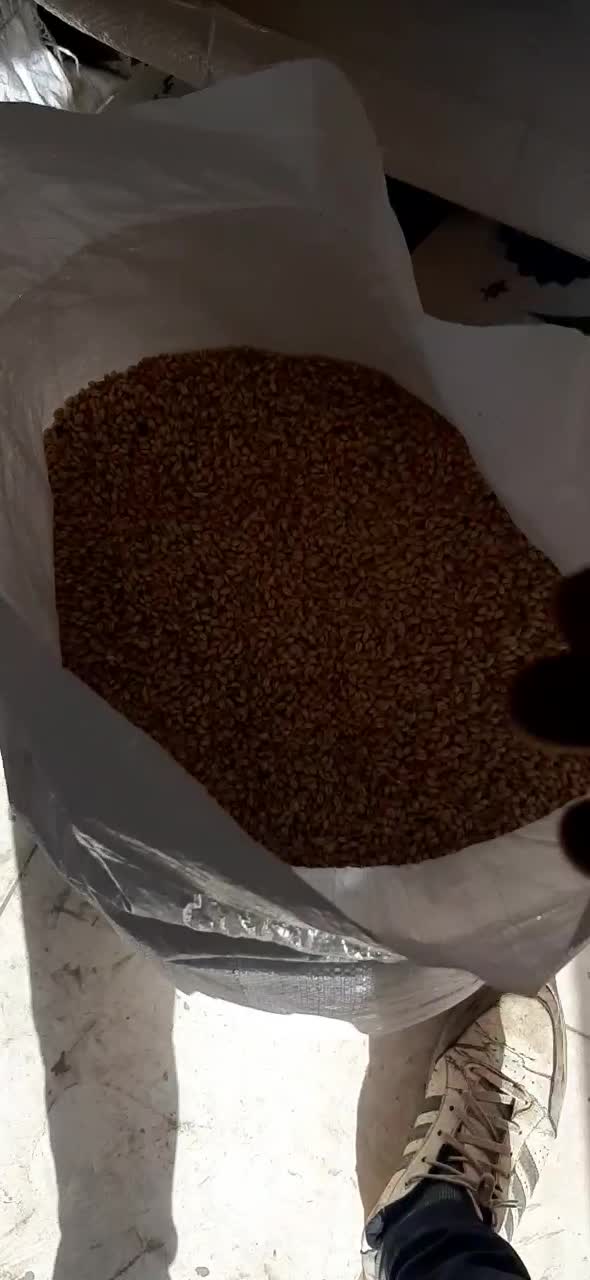 گندم بذری آبی درجه یک|عمده‌فروشی|خرمدره, |دیوار