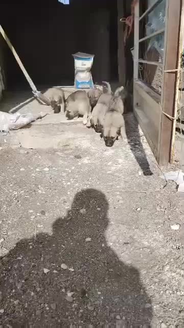 6تا توله عراقی 1ماه|سگ|صالح آباد, |دیوار