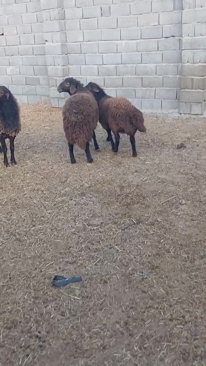 فروش دوراس بره نر همو هترو جنس الی|حیوانات مزرعه|جغتای, |دیوار