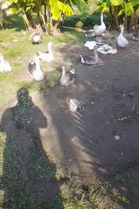 غوقاز وغاز دورگ نر موجوده|حیوانات مزرعه|چالوس, |دیوار