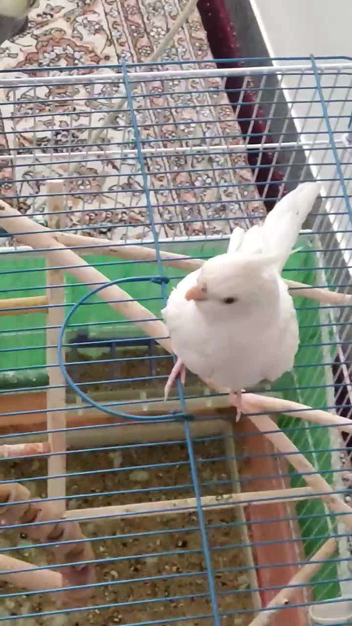 عروس هلندی نر البینو|پرنده|بافت, |دیوار