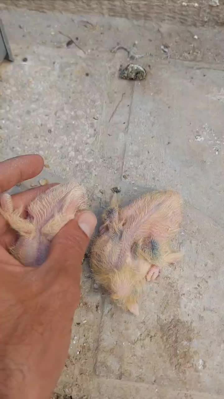 جفت سفید پاپر فنجونی پرنده طوقی طوق آبی شهری پلاکی|حیوانات|شیراز, شهرک سراج|دیوار