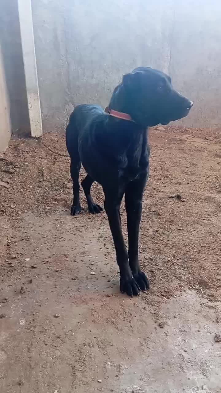 سگ سرابی|سگ|زرندیه, |دیوار