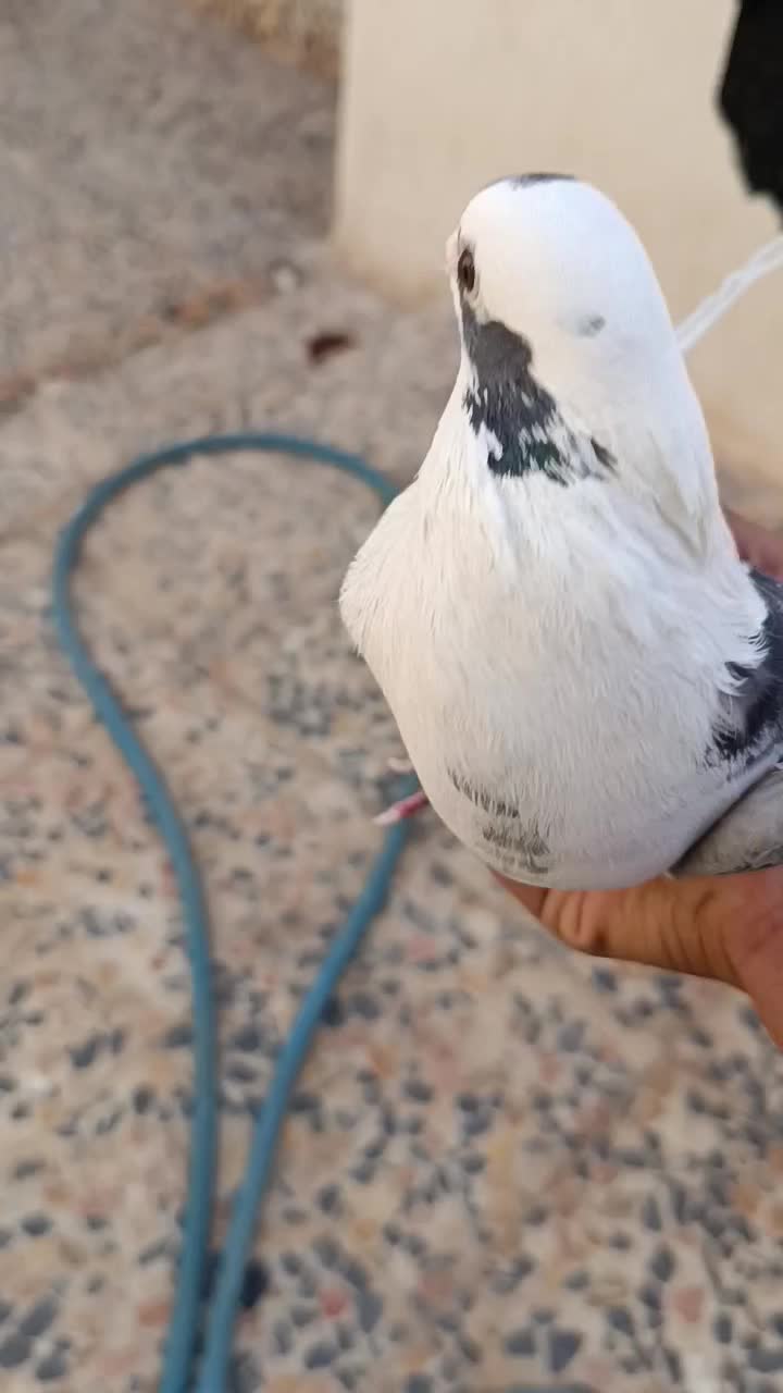 کبوتر دورگ|پرنده|مسجد سلیمان, |دیوار