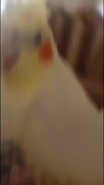 عروس هلندی|پرنده|آران و بیدگل, |دیوار