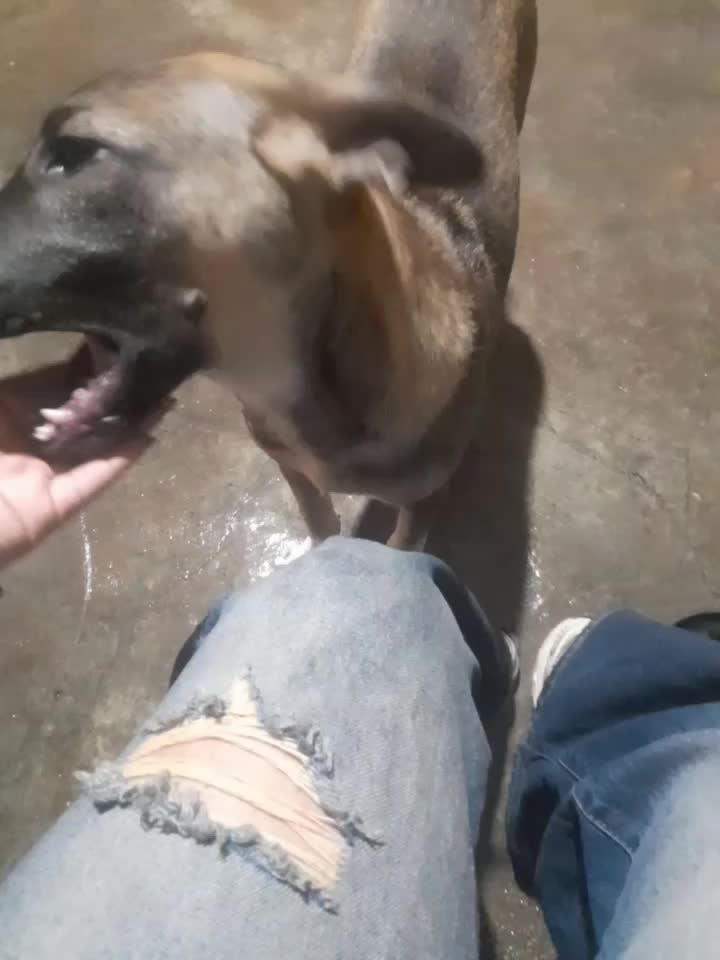 واگذاری‌سگ|سگ|مسجد سلیمان, |دیوار